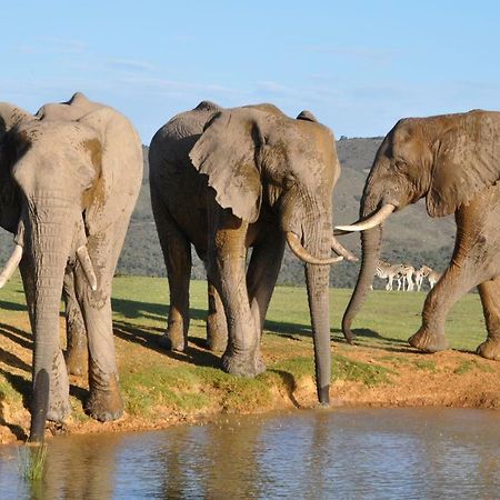 Addo Elephant Lodge & Safaris Kirkwood Exterior foto
